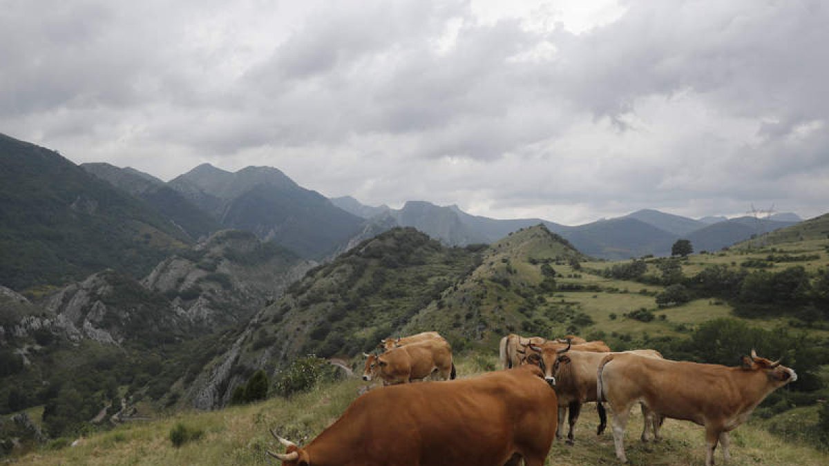 Vacas pastando en las montañas leonesas en una foto de archivo. JESÚS F. SALVADORES