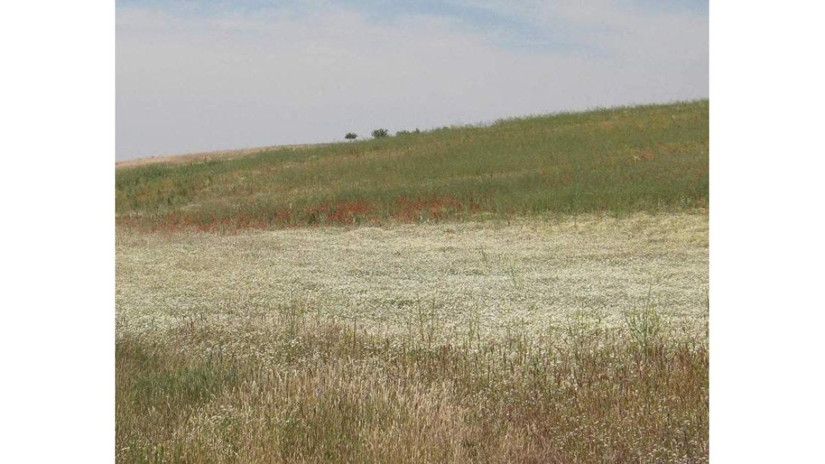 El proyecto de investigación ya se ha puesto en marcha con algunas plantaciones.