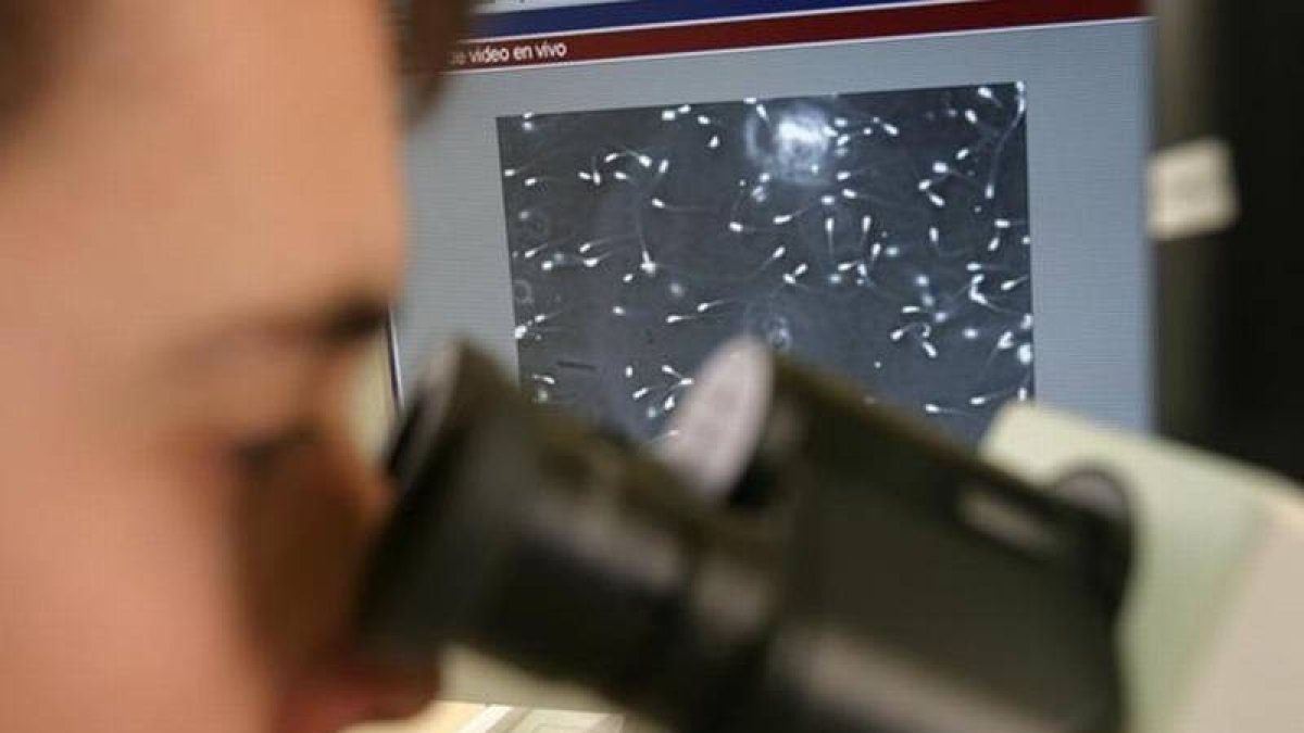 Un investigador observa los espermatozoides de una muestra de semen.