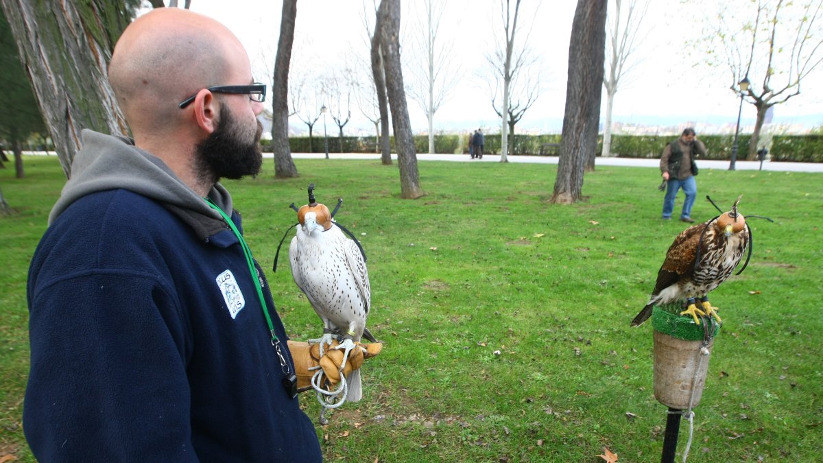 Suelta de aves rapaces para espantar a los estorninos del Parque del Plantío.