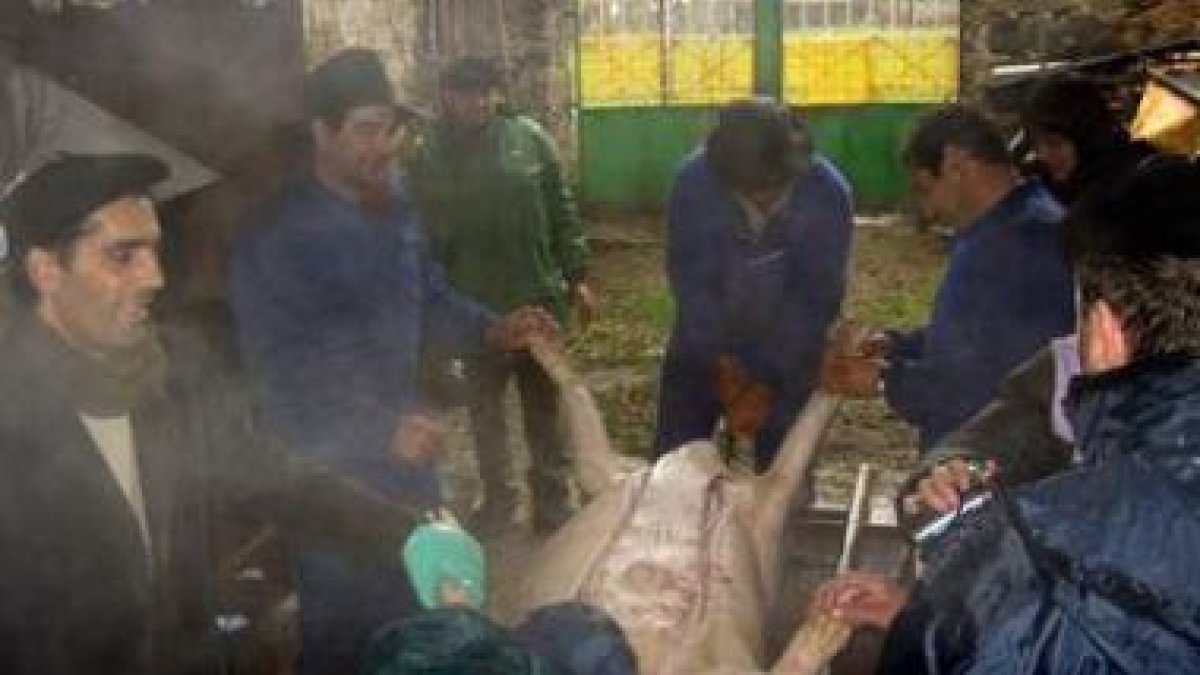 En la imagen de archivo, varios hombres participan en la matanza del cerdo.