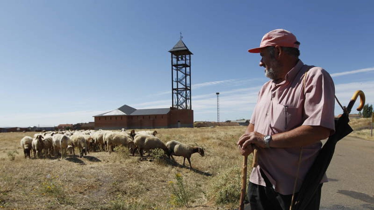 El rebaño de Ignacio Quintana, pastor de Bercianos del Real Camino desde hace 43 años, es testigo de la lenta evolución de la construcción de la nueva iglesia.
