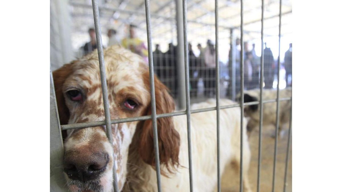 Uno de los perros participantes en la feria.