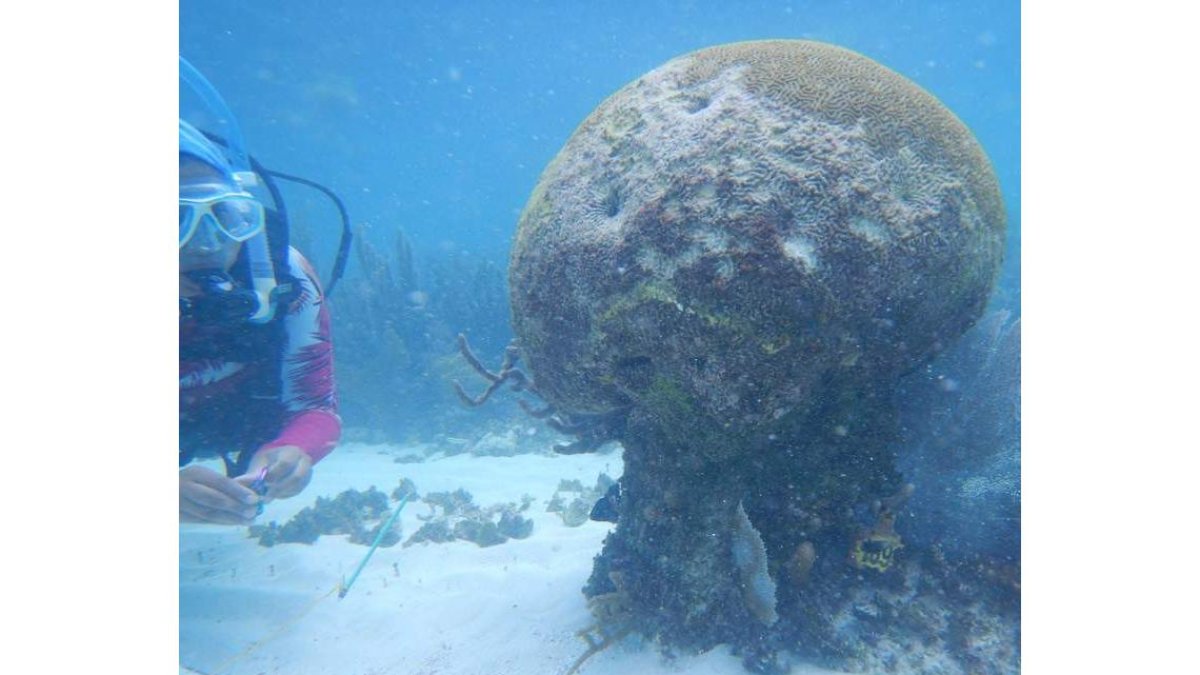 Un experto revisa arrecifes en costas de Puertos Morelos.