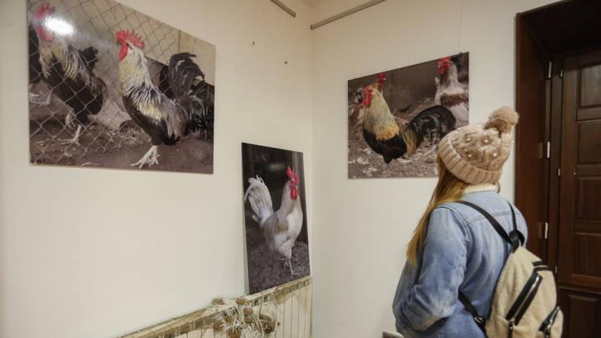 El Museo del Gallo de Pluma es un atractivo turístico
