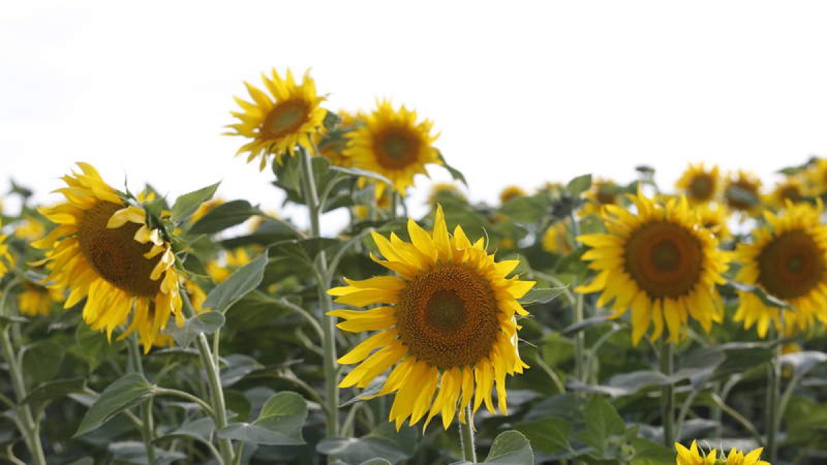 Girasoles en León. marciano pérez