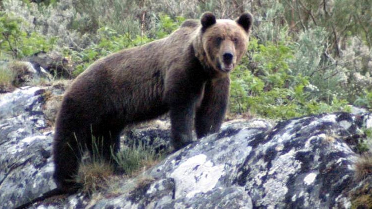 Los técnicos de la Junta contabilizaron el año pasado 10.000 puntos de localización del oso.