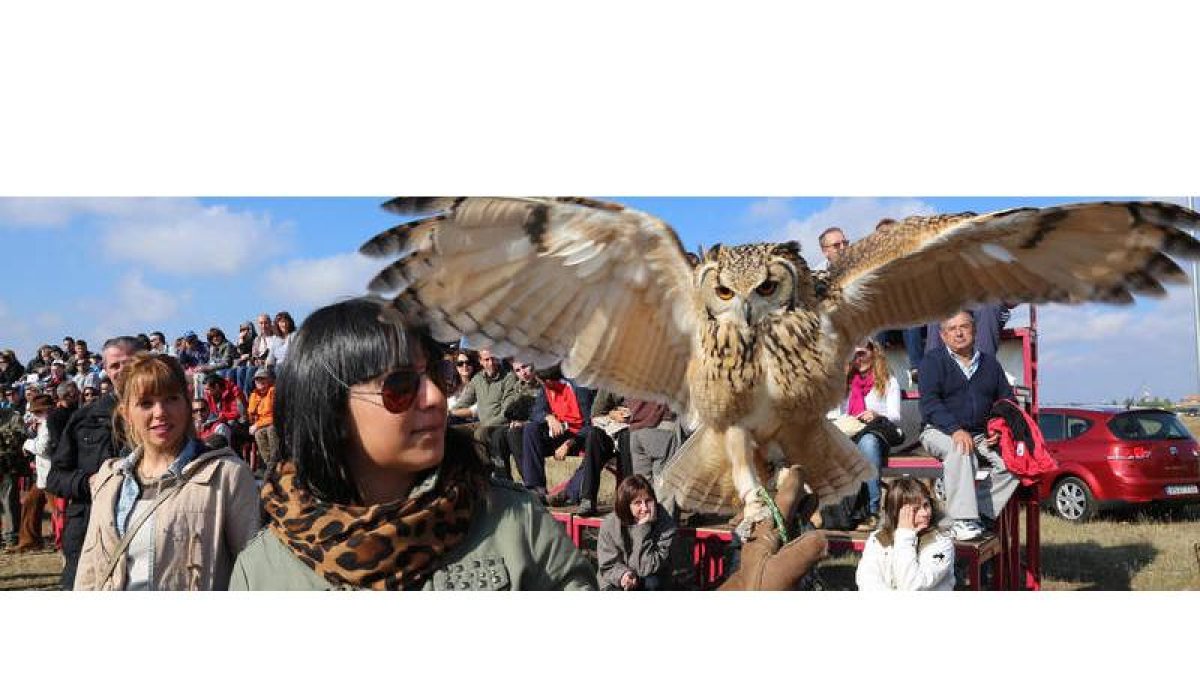 Una de las participantes exhibe su ave ante los graderíos repletos de los campos de vuelo.