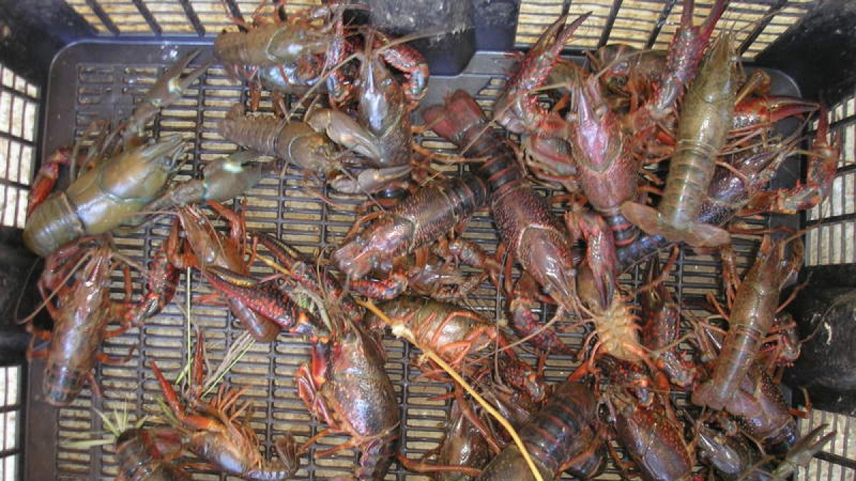 Ejemplares de cangrejo señal capturados en los ríos leoneses.