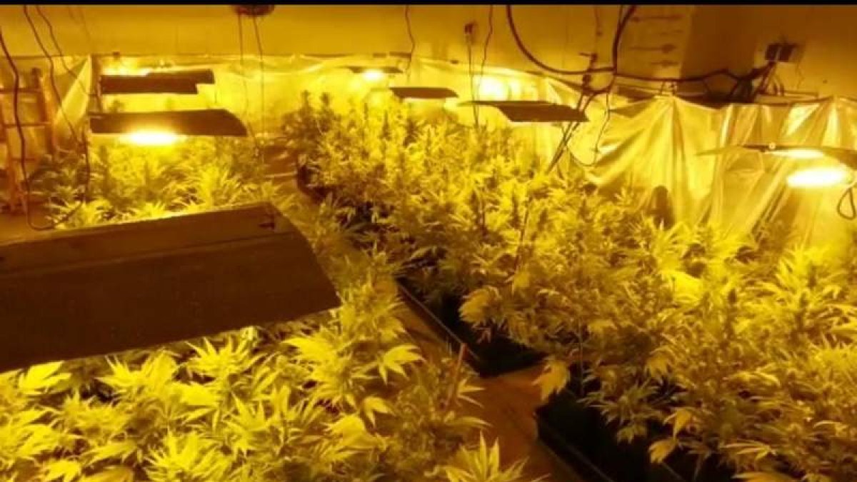Ocho potentes focos alimentados por una conexión clandestina hacían crecer las plantas. DL