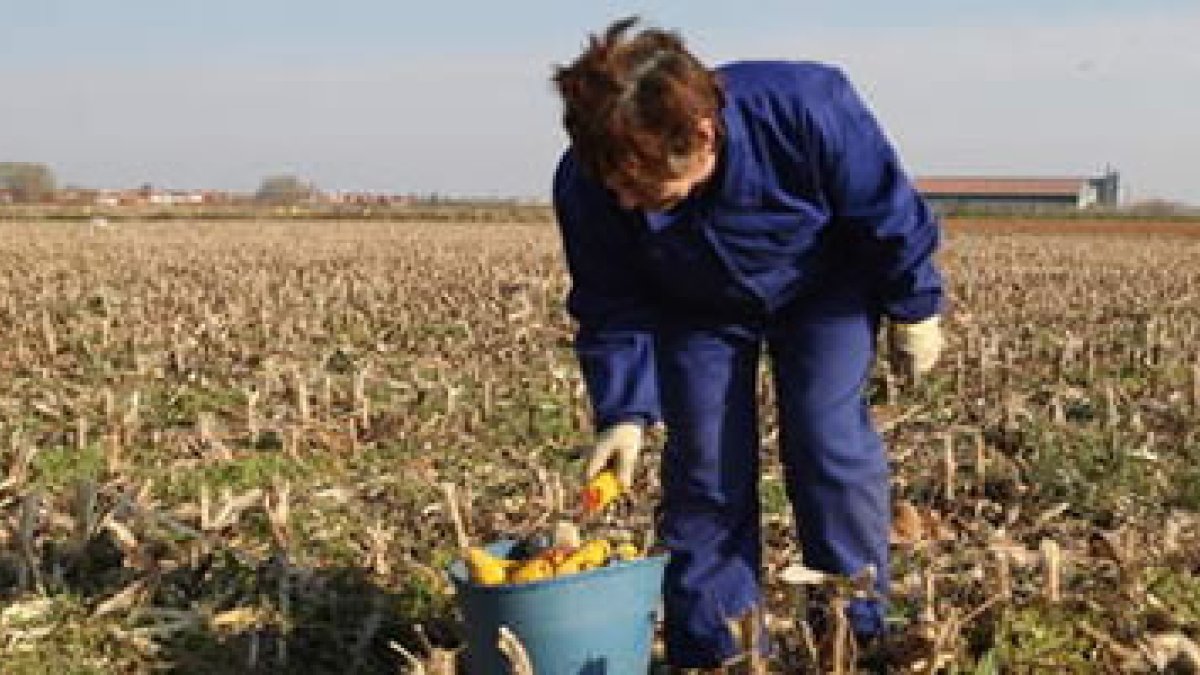 Esta estampa de labor se repite desde hace semanas por los campos leoneses; parte del maíz se recoge