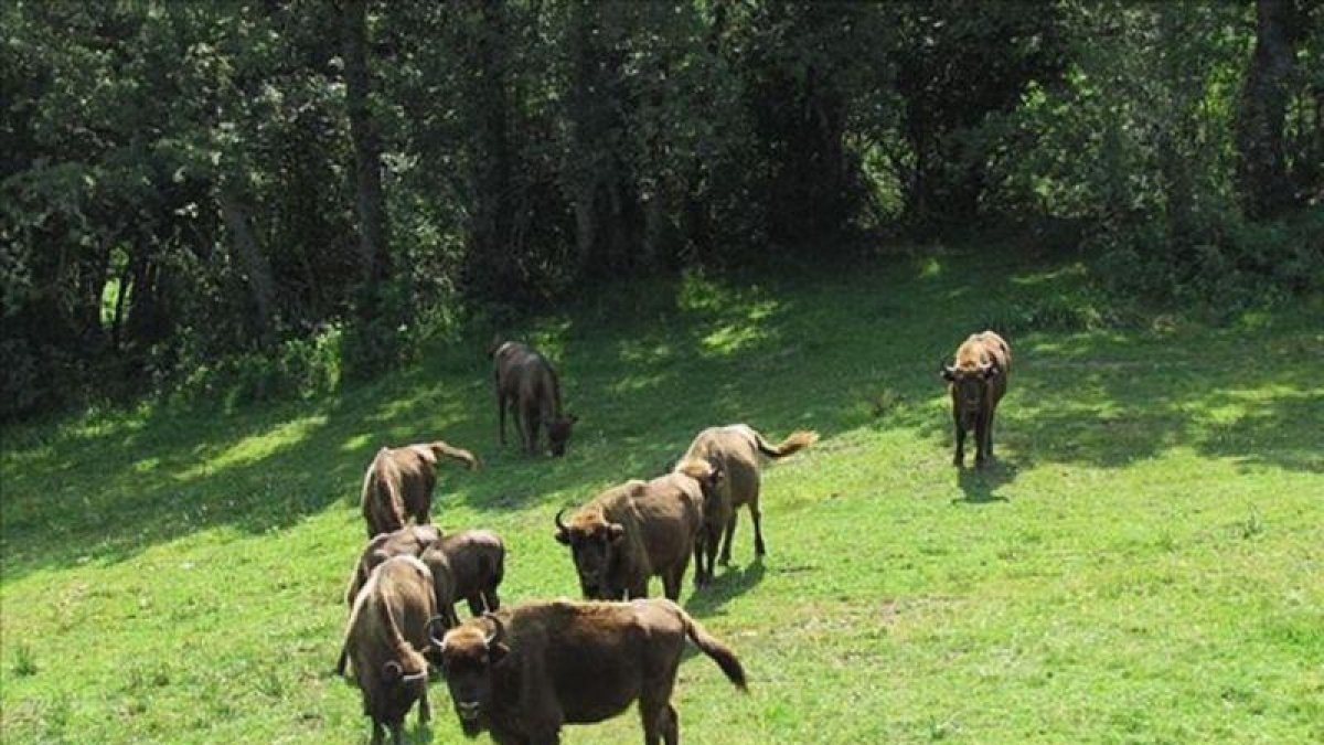 Bisontes europeos en la reserva de San Cebrián de Mudá, en la montaña palentina. Actualmente tiene 12 ejemplares.