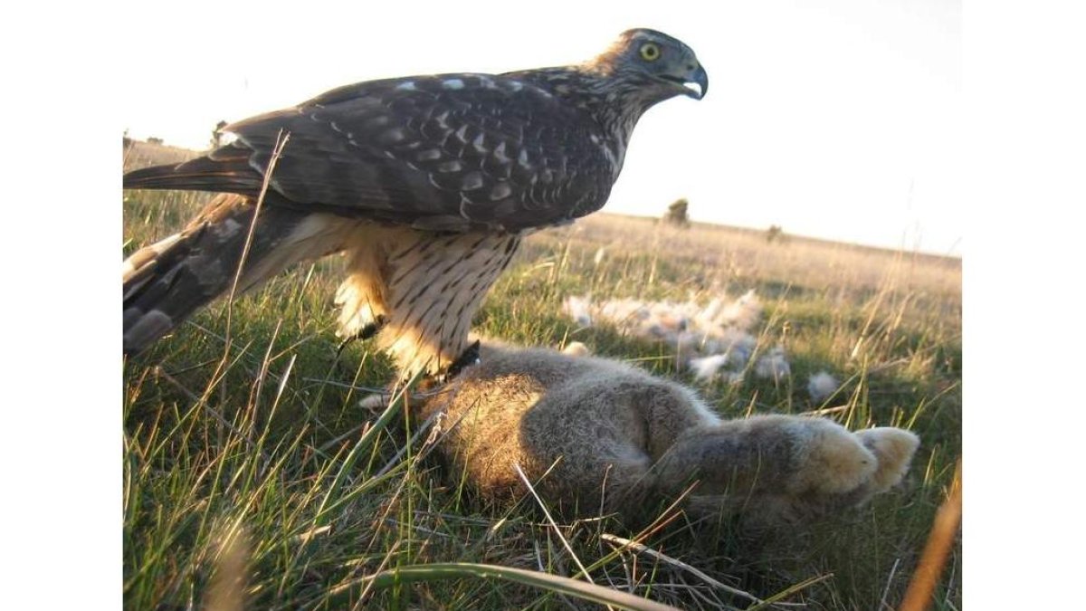El conejo de monte sirve de alimento a diversas rapaces.