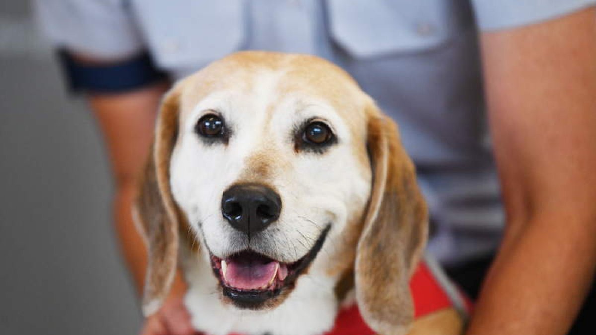 Un perro de raza Beagle adiestrado para labores especiales. DAVID MARIUZ