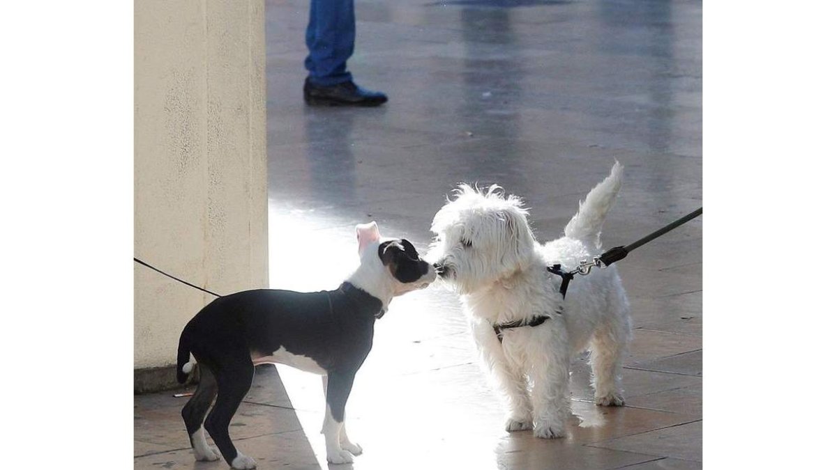 Los perros adiestrados pueden detectar enfermedades a través del olor. dl