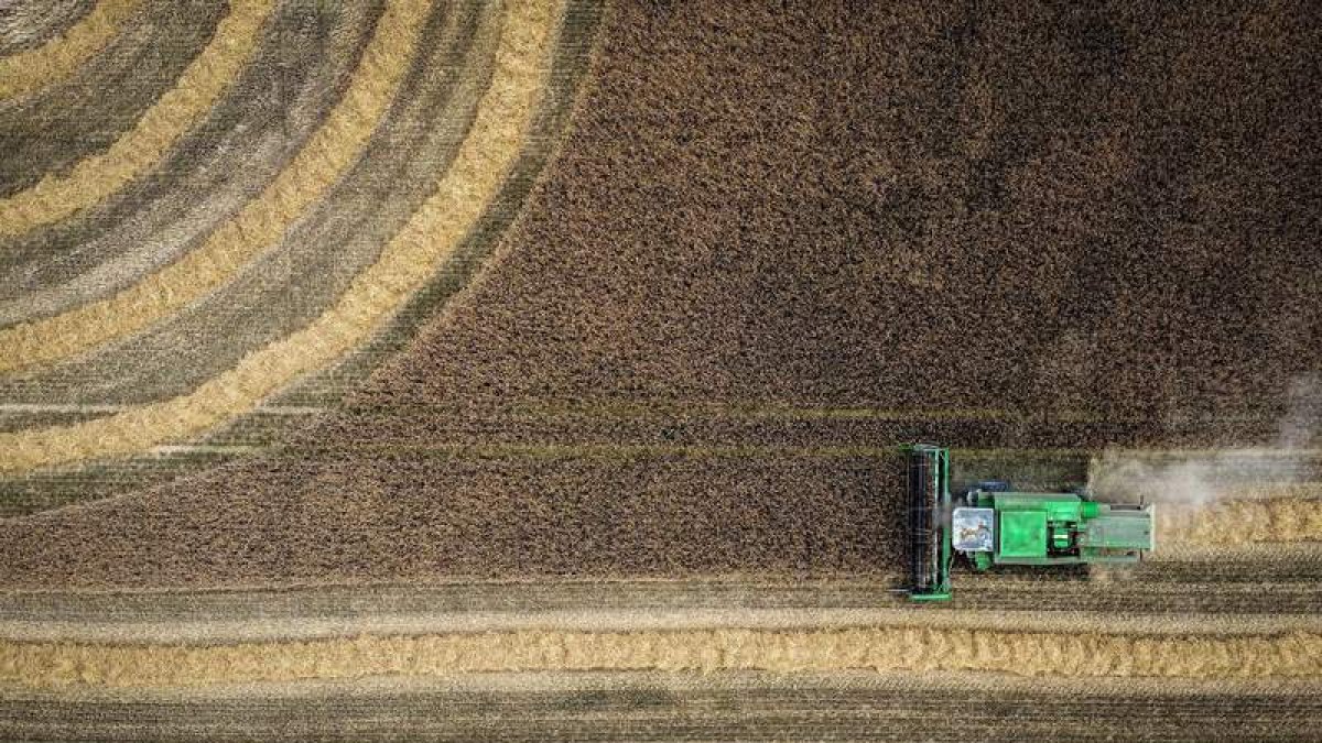 Una cosechadora recoge cebada malteada een la región de Renania, en Alemania. efe