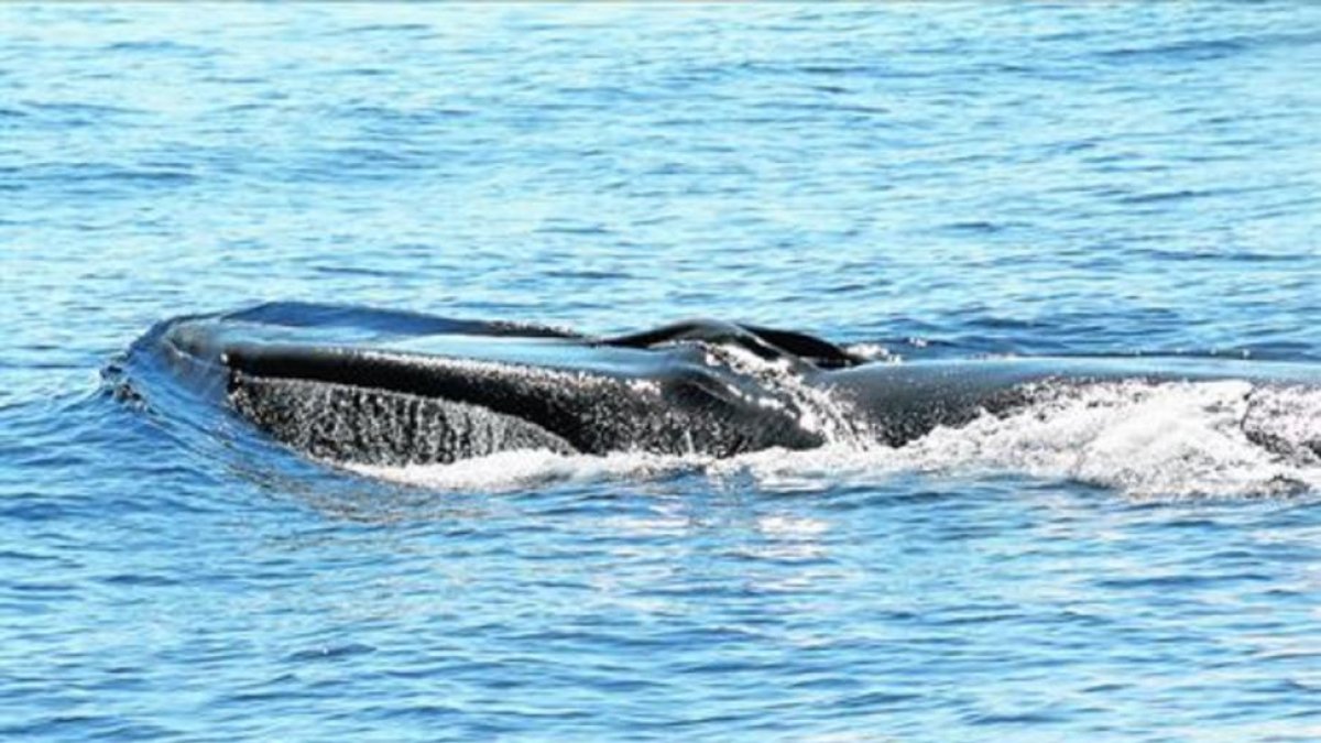 Cabeza de un rorcual común observado en las costas del Garraf.