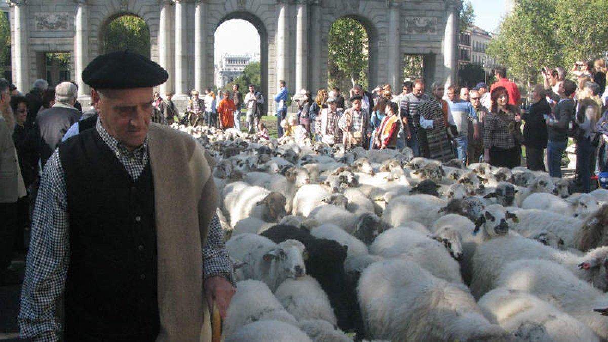 Unas tres mil cabezas de ganado atravesaron ayer emblemáticos puntos de Madrid como la puerta de Alcalá.