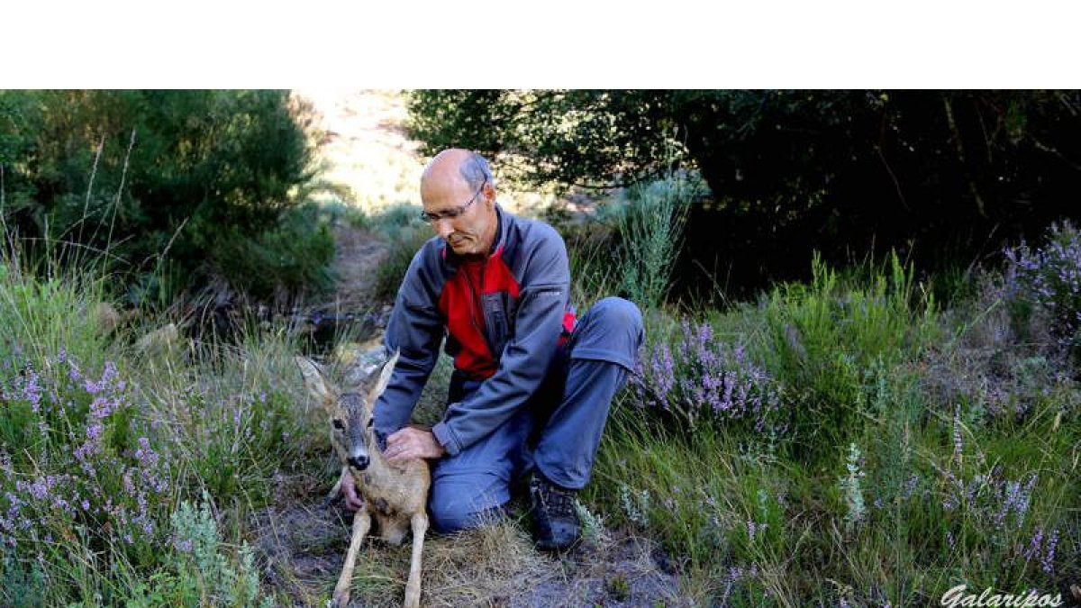 Alimentar a la fauna tras el incendio ha favorecido el contacto de los vecinos de la zona con los ciervos.
