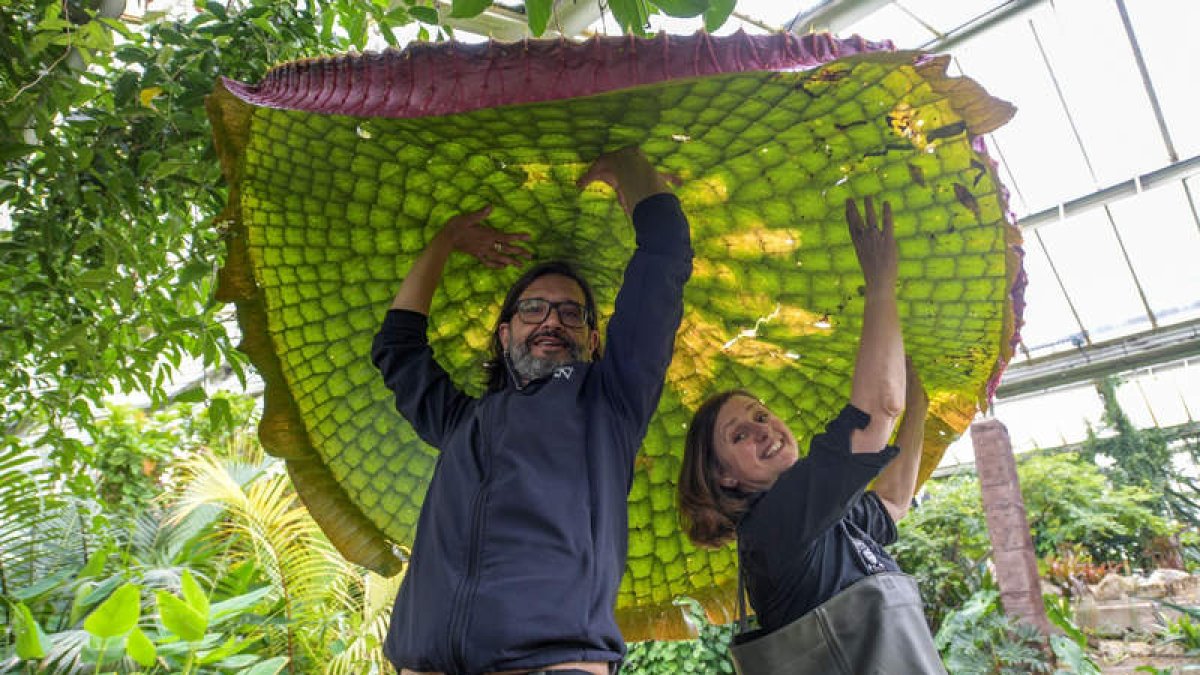 El horticultor español Carlos Magdalena, trabajador de Kew Gardens, junto al nenúfar gigante. EFE/ KEW GARDENS