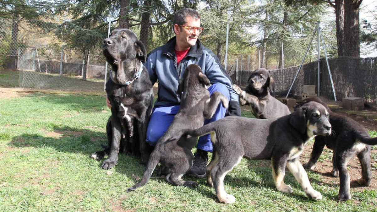 Avena con sus cuatro cachorros y el cuidador, Alfonso, en el criadero de mastines de la Diputación en San Cayetano.