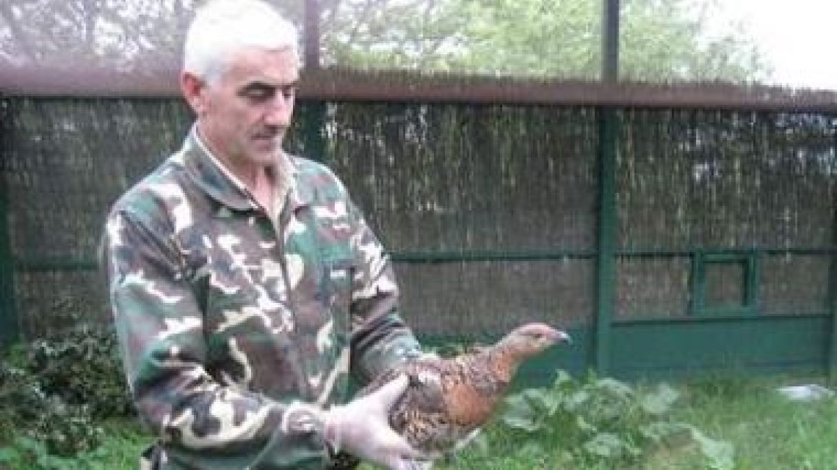 La hembra sociable de León, en manos de un trabajador del Parque Natural de Redes.