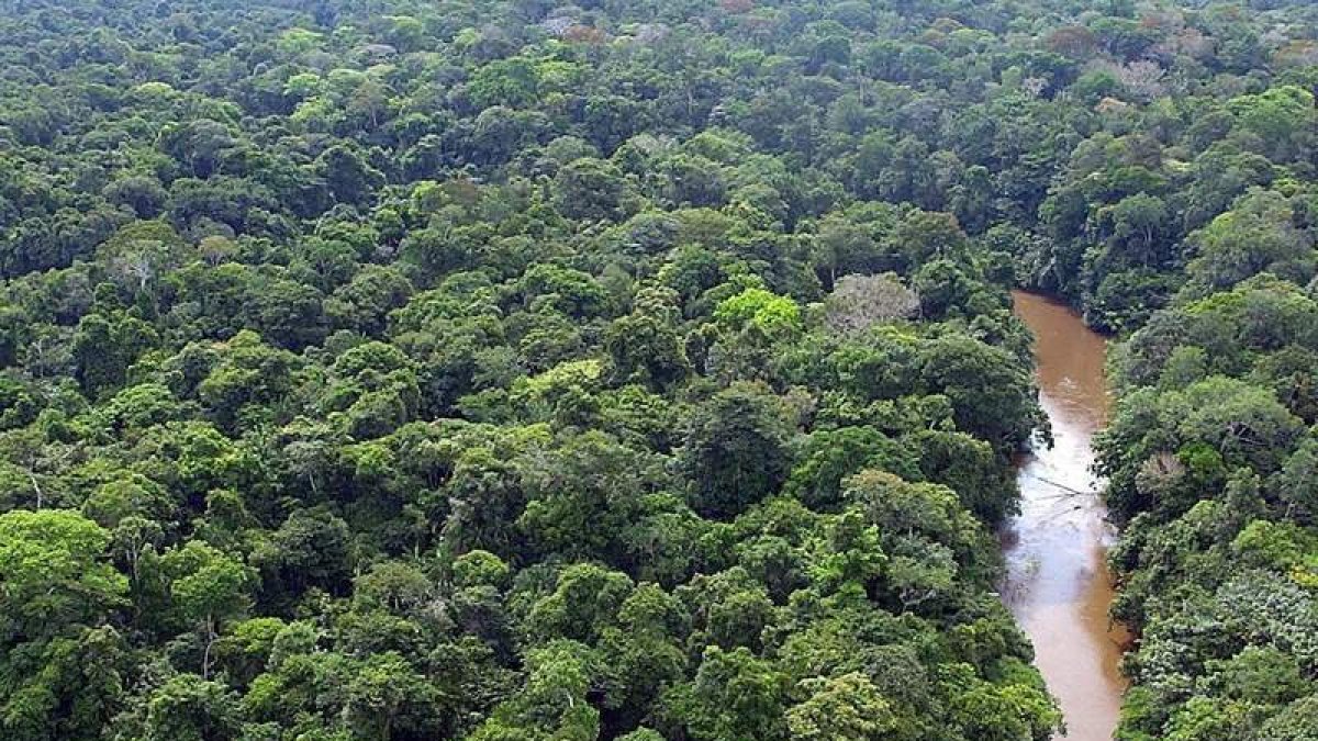 Bosque amazónico en Brasil. MARCELO SAYÃO