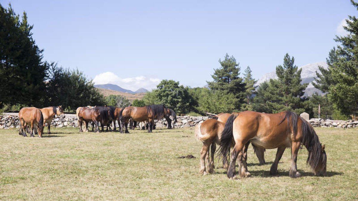 Varios caballos de la raza hispano bretón durante una de las ediciones pasadas. FERNANDO OTERO