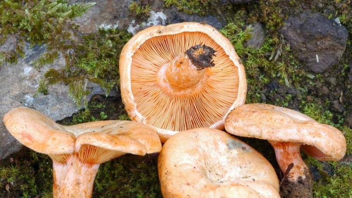 La campaña micológica tiene su punto álgido en otoño. EUROPA PRESS