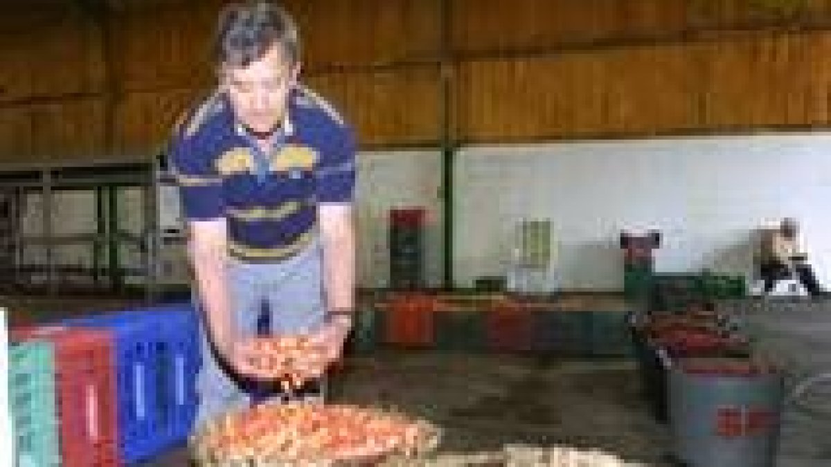 Un agricultor muestra parte de su cosecha de cerezas después de la recolección