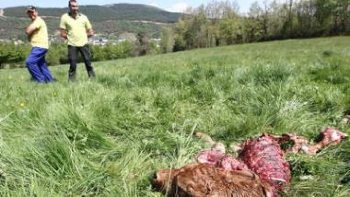 El ternero recién nacido quedó prácticamente devorado por el lobo salvo la cabeza.