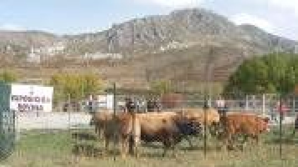 La muestra ganadera ha perdido peso en la feria para dar paso a otras industrias como la artesana
