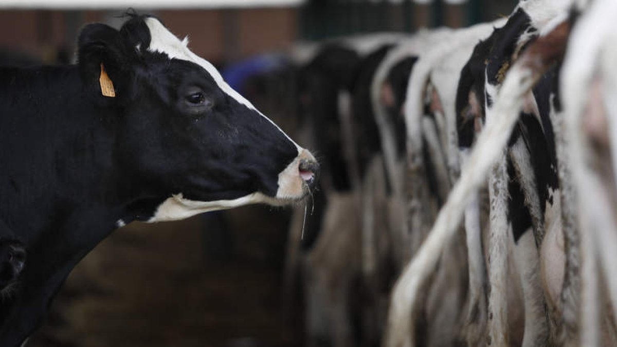 Una vaca en una explotación de vacuno y leche en la provincia. JESÚS F. SALVADORES