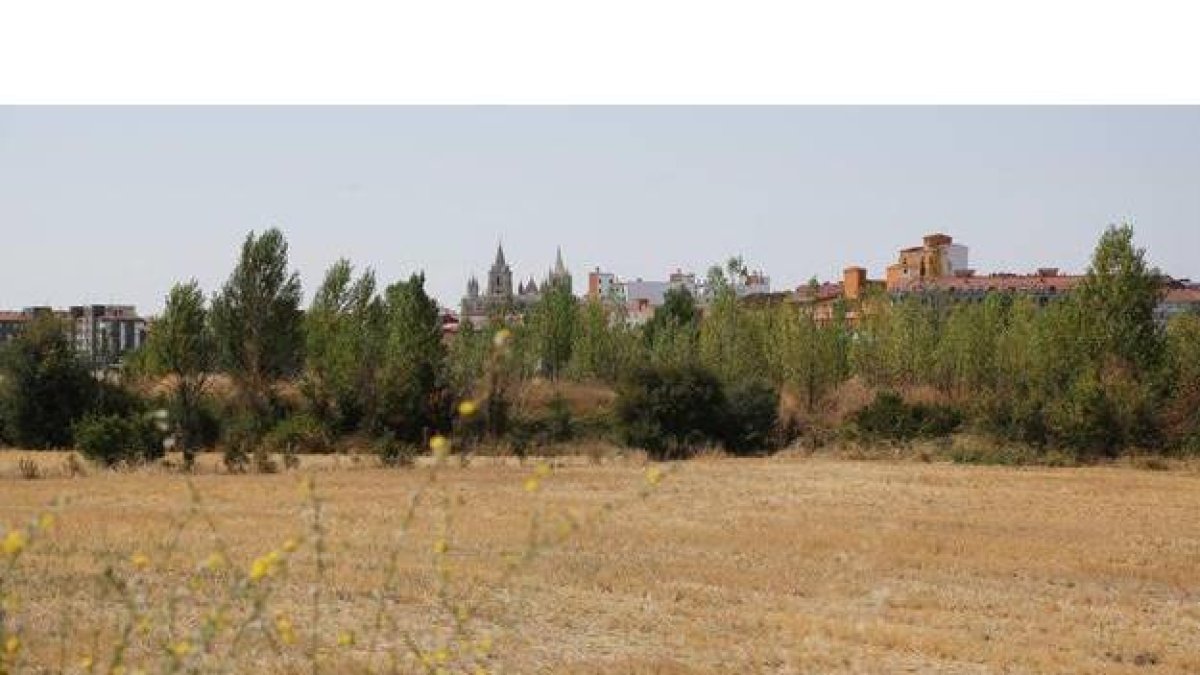 Un campo dedicado al cultivo de cereal en el este de la capital leonesa, con la catedral al fondo