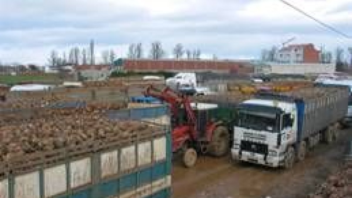 La Mesa del Azúcar defiende el sector remolachero como fuente principal de riqueza