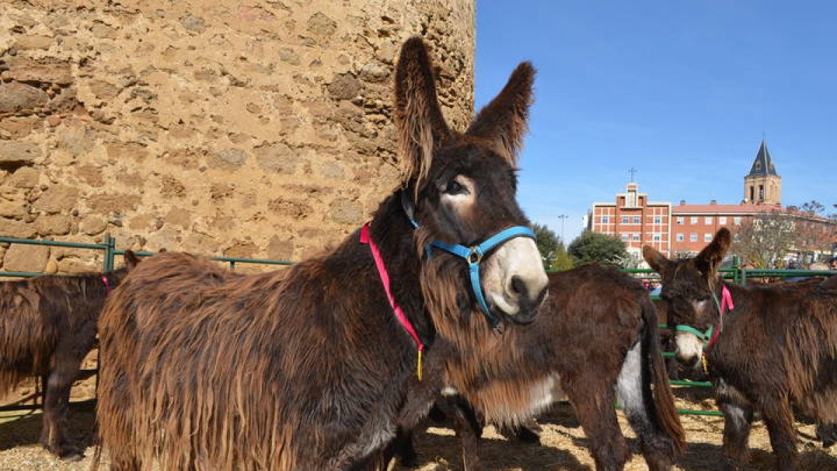 burros1