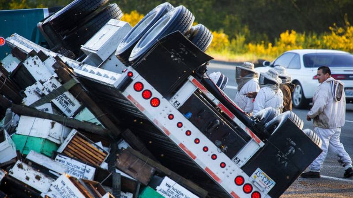 Millones de abejas causan el caos en Seattle.