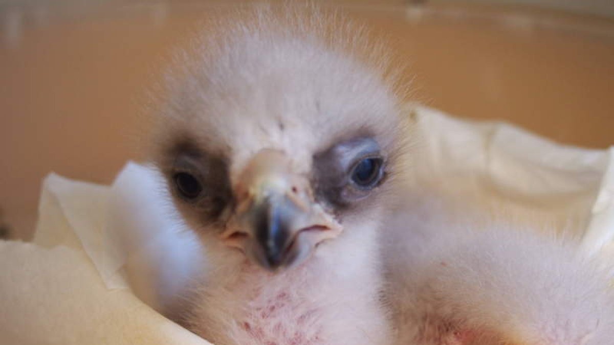 Primer pollo de águila real nacido que se liberará en la Sierra de Xurés.