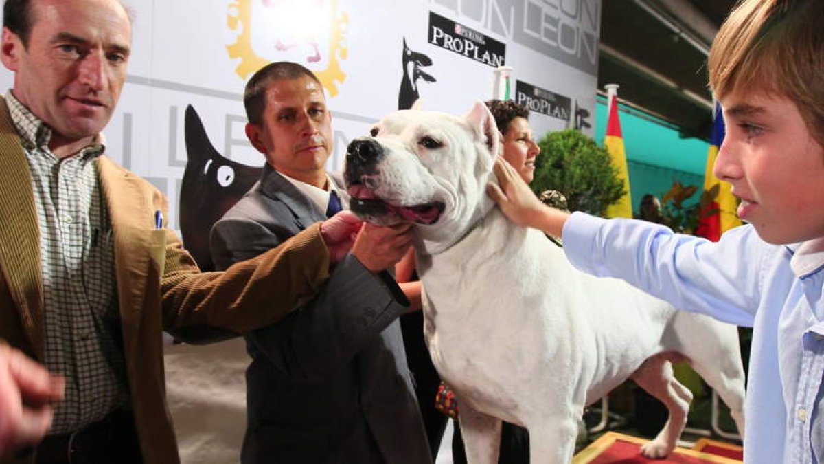 El dogo argentino Cásper Fantasma Blanco de la Cueva.