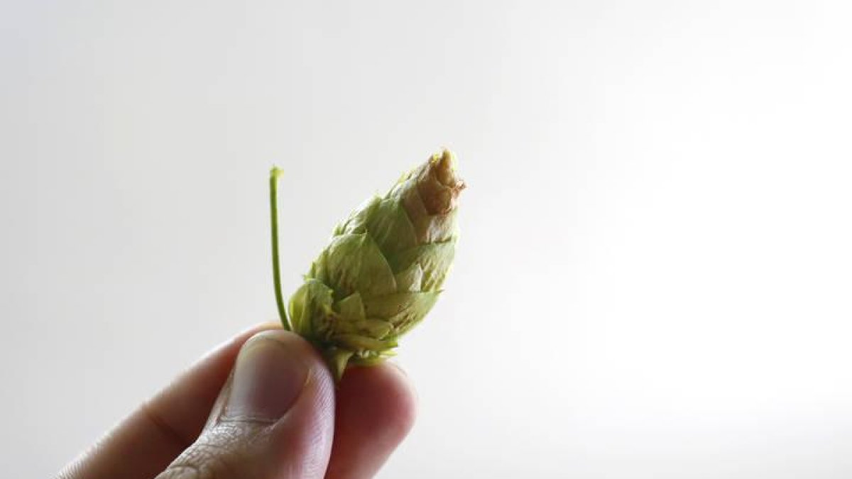 Imagen de la flor del lúpulo