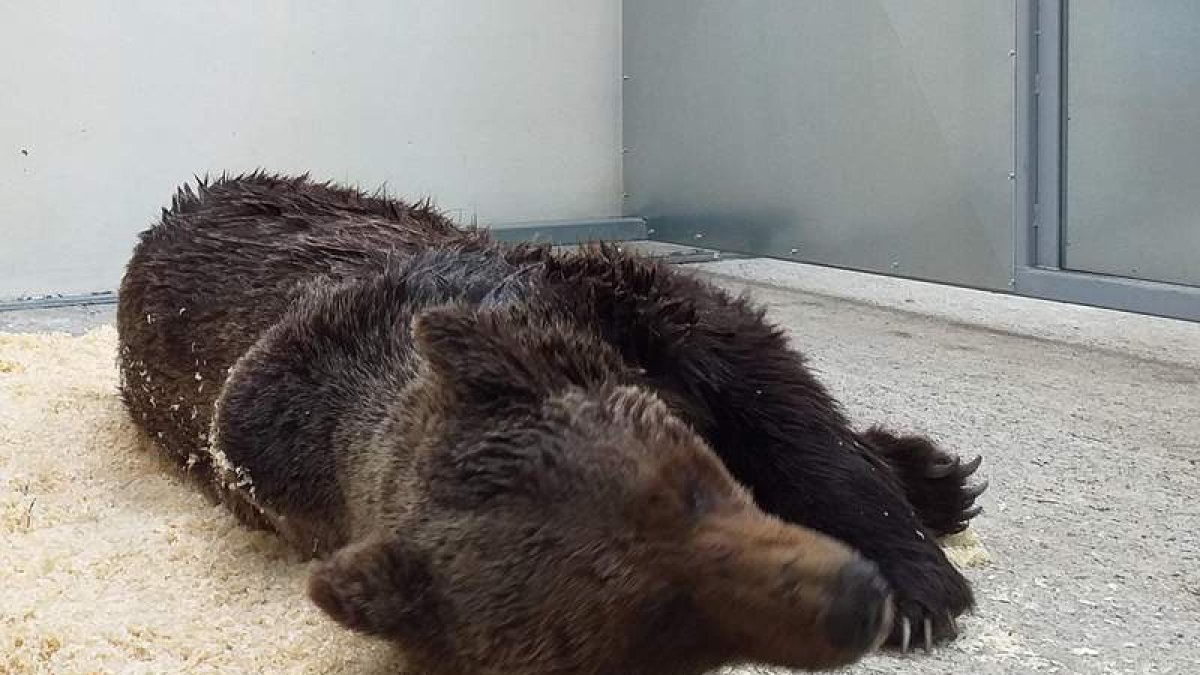Imagen del oso en el centro de recuperación de Cantabria.