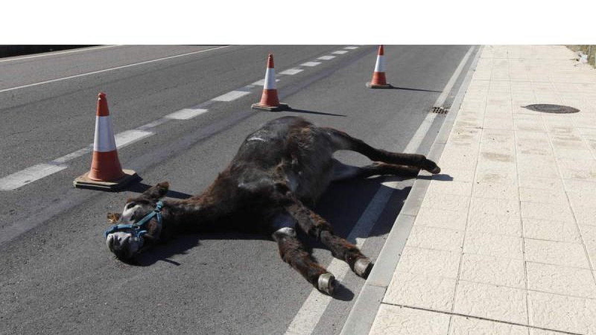 Imagen del burro muerto en la carretera que conduce a Caboalles, a su paso por Azadinos.