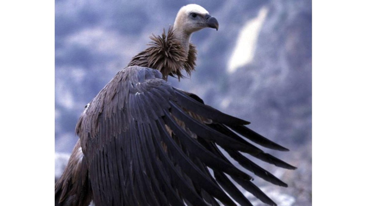 Un buitre leonado, especie en peligro de extinción