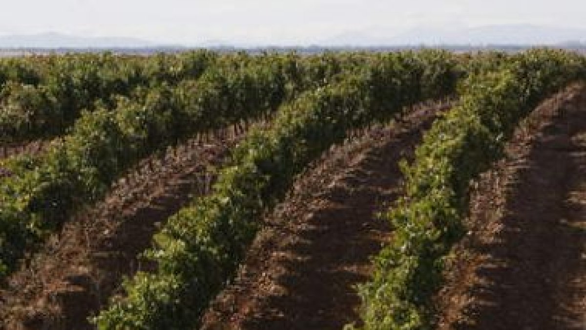 Viñedos de la Denominación de Origen Tierra de León.