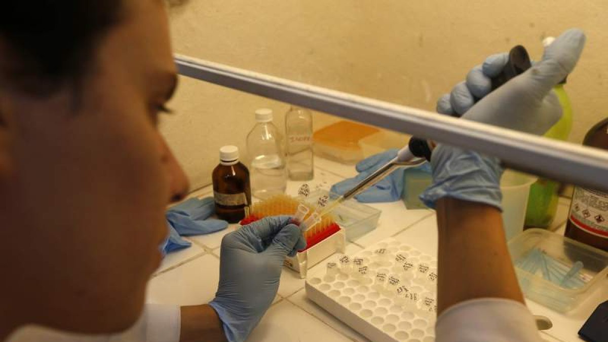 Imagen de los análisis de la sanfre infectada por zika. MARCELO SAYAO