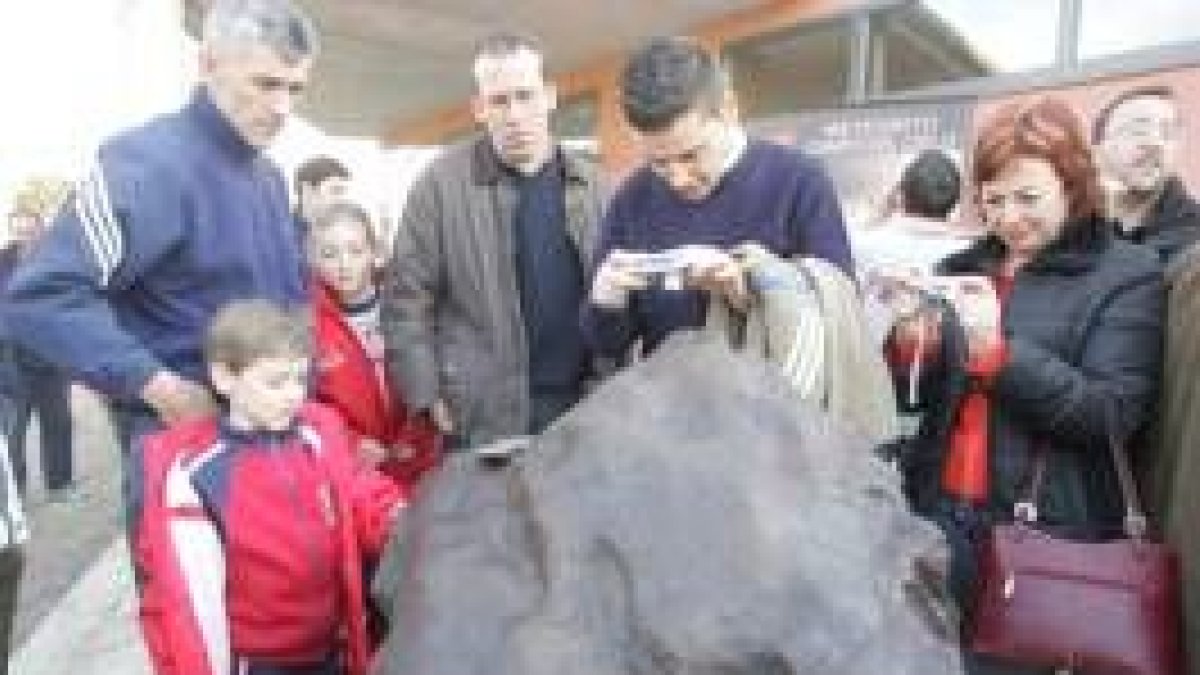 El Coto Escolar expuso el sábado pasado el meteorito más grande de España