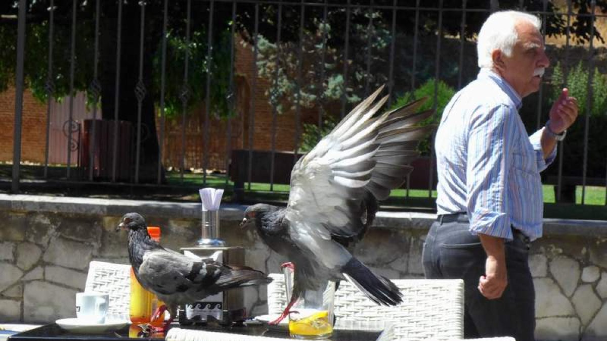 Palomas revoloteando en la mesa de una terraza.