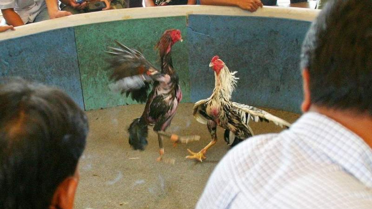 Las peleas con gallos serán penadas con condenas a prisión y de inhabilitación para tener animales