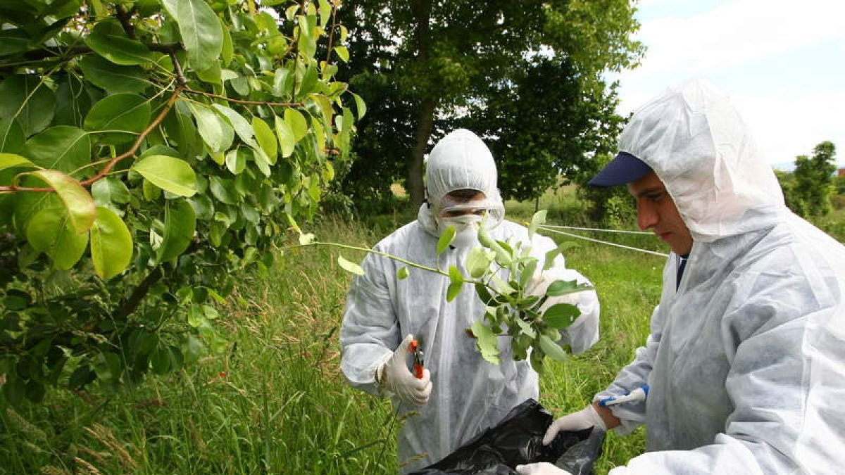El fuego bacteriano ha tenido una especial incidencia en el Bierzo en las dos últimas campañas