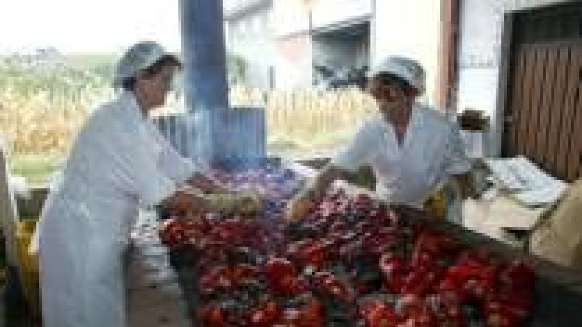 Casi la mitad de las mujeres que han puesto en marcha empresas trabajan en el medio rural